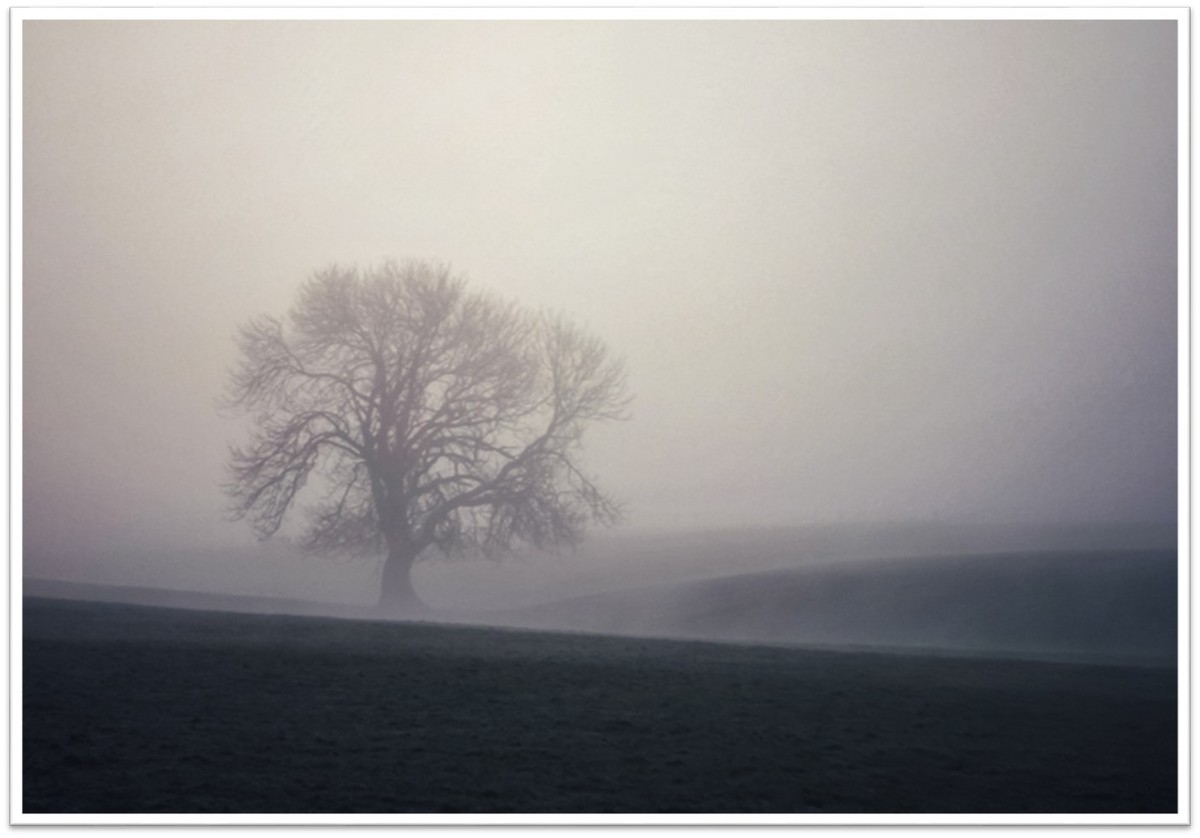 5 Has the fog cleared yet - Barbara Austin